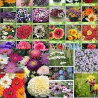 Mixed Perennial Flower Seeds - Heirloom Non GMO High Germination Organic Flower Seeds for Planting
