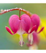 Bleeding Heart Flower Seeds