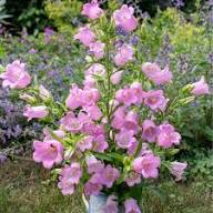 Pink Blooming Campanula Flower Flower Seeds - Heirloom Non GMO High Germination Organic Garden Planting Seeds