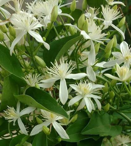 Buddha Jasmine Flower Seeds