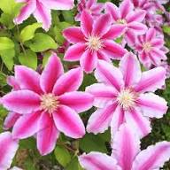 Pink White Light Clematis Flower Seeds Easy Grow Blossoms for Pots and Patio Gardens Colorful Seeds for Planting Heirloo