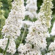 Buddleja Flower Seeds - Heirloom, Non-GMO, High Germination Flower Seeds for Planting