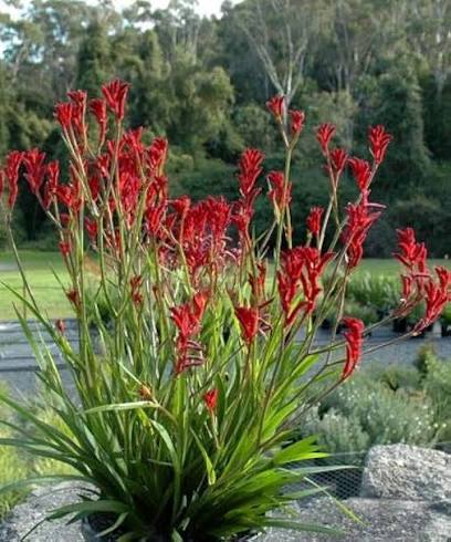 Anigozanthos Flavidus Flower Seeds