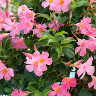 Pink Dipladenia for Planting Heirloom Non-GMO High Germination Organic Garden Premium Floral Flower Seeds - Heirloom