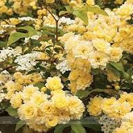 Yellow Banksiae Flower Flower Seeds - Heirloom Non GMO High Germination Organic Garden Planting Seeds
