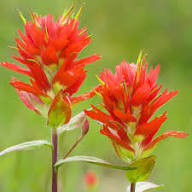Red Castilleja Flower Seeds - Heirloom Non GMO High Germination Garden Seeds for Planting