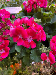 Red Pink Pelargonium Flower Seeds for Planting Heirloom Non-GMO High Germination Organic Garden