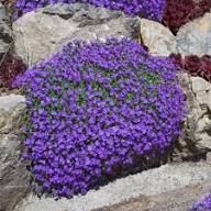 Red Red Aubrieta Cascade Flower Fresh