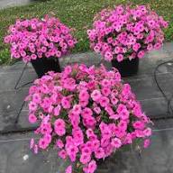 Pink Petunia Mixed Double Petals Flower Seeds