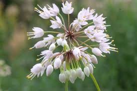 White Heirloom Non Gmo Nodding Onion Allium Cernuum Delicate Unique Blooms Flower Seeds