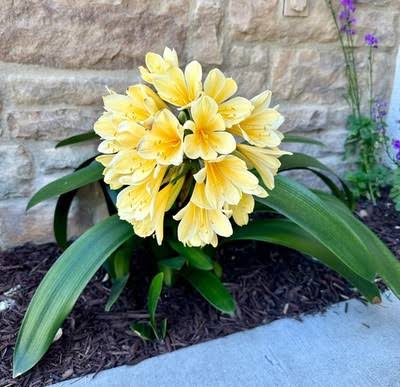 clivia Flower Seeds
