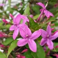 Purple Blooming Jasmine Flower Flower Seeds - Heirloom Non GMO High Germination Organic Garden Planting Seeds