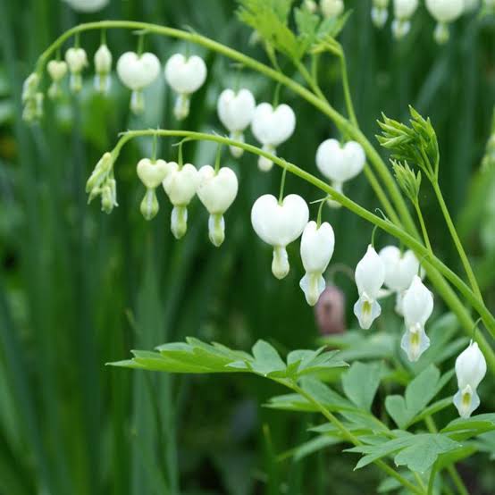 White Bleeding Heart Flower