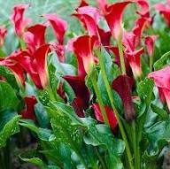 Red CallaLilly Flower Heirloom Non GMO High Germination Organic Garden for Planting for Colorful Garden Landscaping S