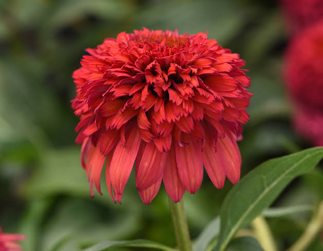 Red Double Echinacea Flower Seeds - Heirloom Non GMO High Germination Flower Seeds for Home Garden Planting