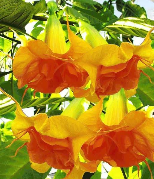 Yellow Horn Flower Seeds