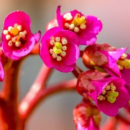 Bergenia Flower Seeds