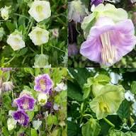 Purple Cobaea Scandens Flower Seeds