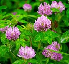 Purple Astragalus Flower Seeds Rare Blooming Plants Balcony and Patio Gardening Colorful - Heirloom Non GMO Premium Gard