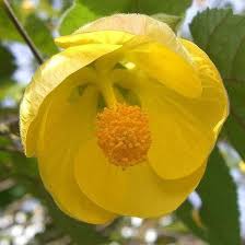 Yellow Abutilon Flower Seeds
