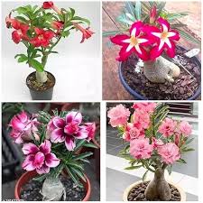 Mixed Aparajita Flowers Seeds
