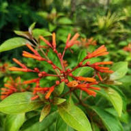 Red Hamelia Flower Heirloom Non GMO High Germination Organic Garden for Planting for Colorful Garden Landscaping Seed