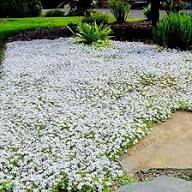White Cress Flower Seeds Exotic Flowering Plants - Heirloom Non GMO High Germination Organic Garden Seeds