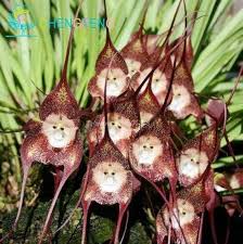 Monkey Orchid Flower Seeds for Planting Heirloom Non - Heirloom Non GMO High Germination Organic Flower Seeds