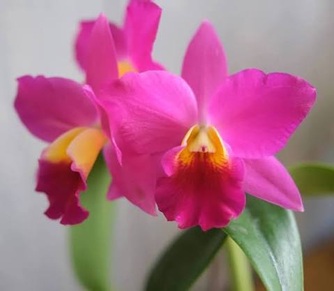 Mixed Cattleya Flower Seeds