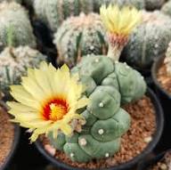 Astrophytum Flower Seeds Heirloom Non-GMO Seeds for Planting High Germination Organic Garden Seeds - Heirloom Non GMO
