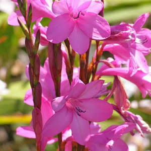 Pink Watsonia Flower Seeds