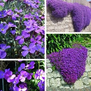 Mixed Cress Aubrieta Flower Seeds