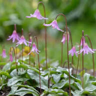 Pink Erythronium Flower Seeds Exotic Flowering Plants Colorful Backyard Beauty Seeds for Planting - Heirloom Non GMO Hig