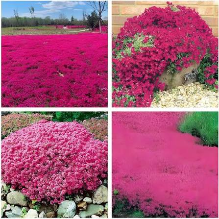 Red Creeping Thyme Flower