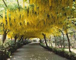 Golden Chain Tree Gemeine Goldregen