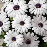 White Dimorphotheca Flower Seeds