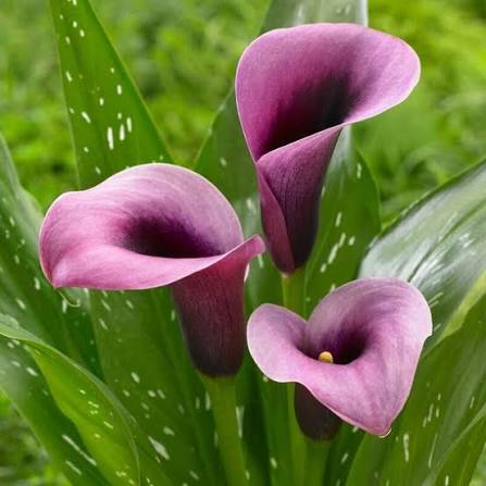 Purple Calla Lily Flower Seeds