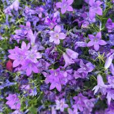 Purple Light Bell Flower Seeds