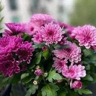 Pink Giant Chrysanthemum Flower Seeds Exotic Flowering Plants for Vibrant Backyard Beauty Seeds for Planting Heirloom No