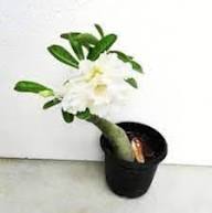 White Adenium Obesum Flower Seeds Rare Blooming Plants Balcony and Patio Gardening Colorful Seeds for Planting Heirloom