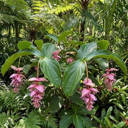 Pink Medinilla Magnifica Flower Seeds