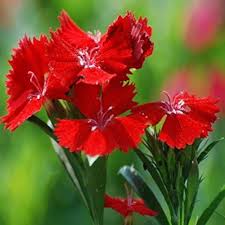 Blue Rare Carnation Plants Dianthus Caryophyllus