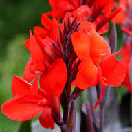 Red Elwyn Canna Flower Exotic Flowering Plants for Planting Heirloom Non-GMO High Germination Organic Garden for Colo