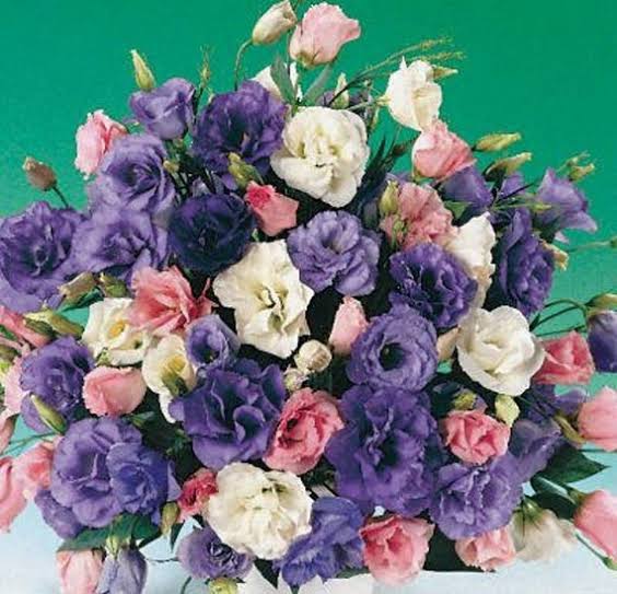 Mixed Lisianthus Flower Seeds – Easy Grow Blossoms for Pots and Backyard Spaces for Colorful - Heirloom, Non GMO, High