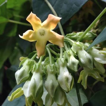 Telosma cordata Flower Seeds