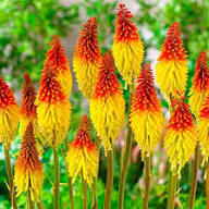 Red Kniphia Flower Seeds for Planting Heirloom Non-GMO High Germination Organic Garden Seeds for Colorful Landscape - He