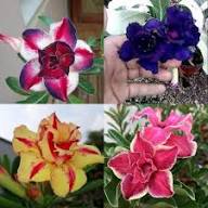 Adenium Flower Seeds Mixed Rare Blooming Plants Balcony and Patio Gardening Colorful Seeds for Planting Heirloom Non-GMO