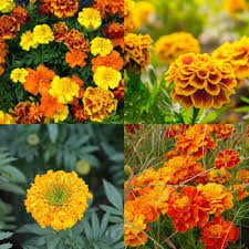 Goldfields Flower