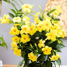 YELLOW DIPLADENIA SANDERI Flower Seeds
