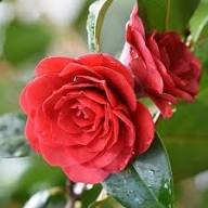 Pink Camellia Flower Seeds - Heirloom, Non-GMO, High Germination Flower Seeds for Planting